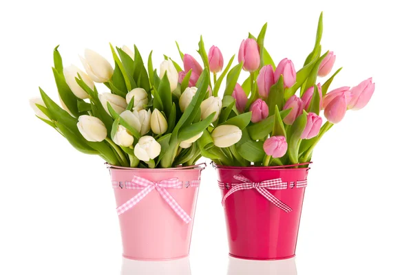 Pink and white tulips in buckets — Stock Photo, Image