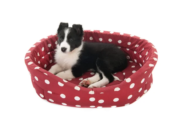 Chiot Border Collie — Photo