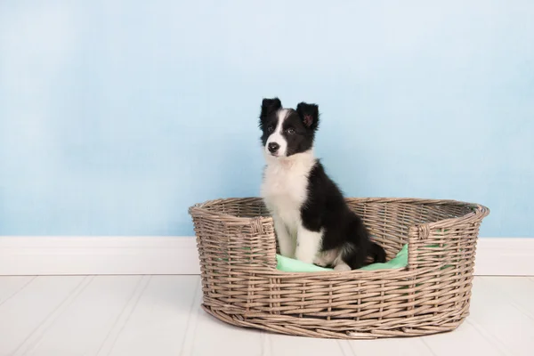 Frontera Collie cachorro — Foto de Stock