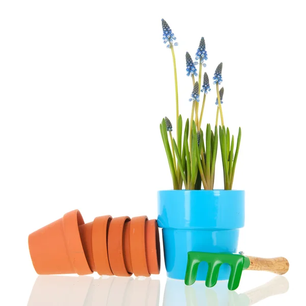 Druva hyacinter för trädgården — Stockfoto