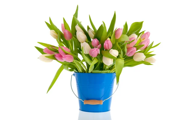 Tulipanes rosados y blancos en cubo azul — Foto de Stock