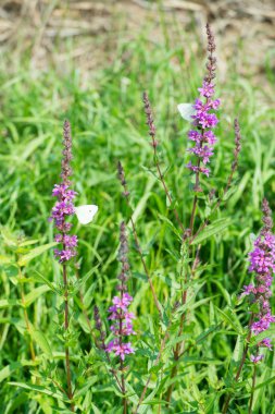 Mor loosestrife