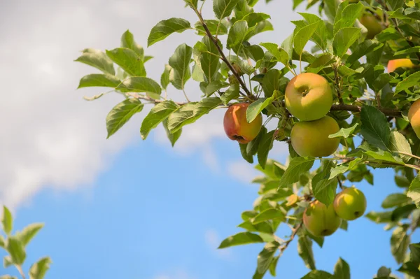 Lavt epletrær – stockfoto