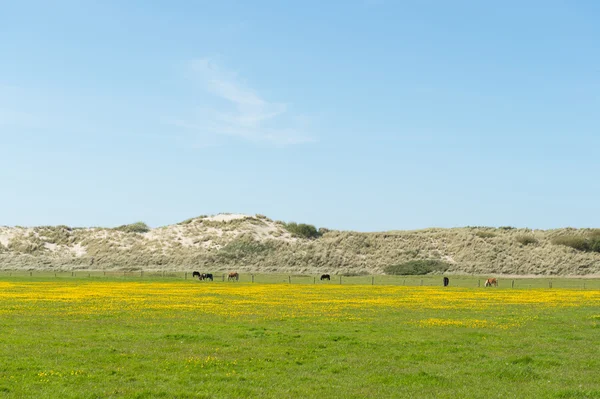 Pferde hinter den Dünen — Stockfoto