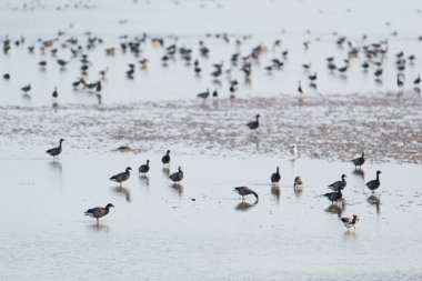 Brent kazların wadden Denizi