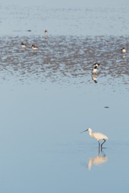 Spoonbills Hollandalı wadden Denizi