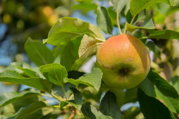 Niedrige Apfelbäume — Stockfoto