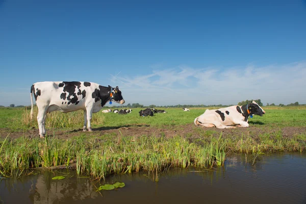 Nederlandse landschap met koeien — Stockfoto