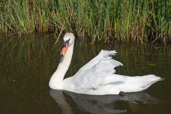 Mute swan in water — Stock Photo, Image