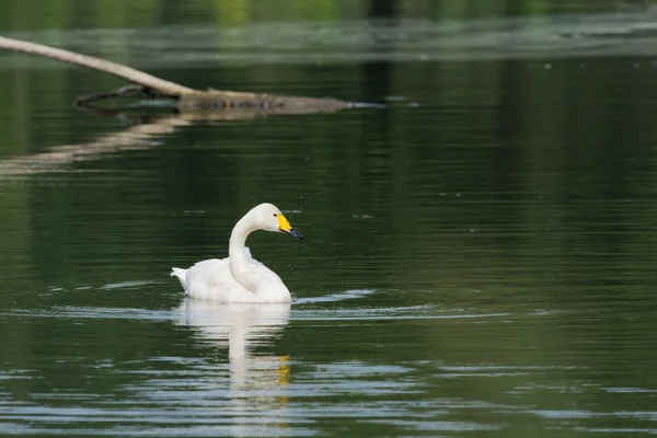 Pequeno cisne branco — Fotografia de Stock