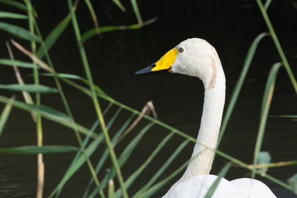 Pequeno cisne branco — Fotografia de Stock