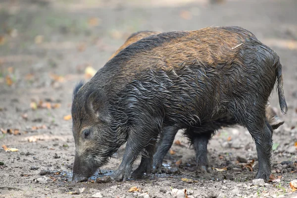 Wild pig — Stockfoto