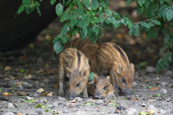 Jonge wilde varkens — Stockfoto