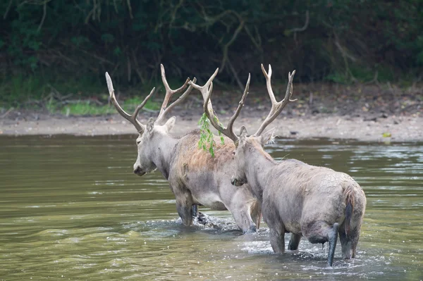 Elaphure masculine dans l'eau — Photo