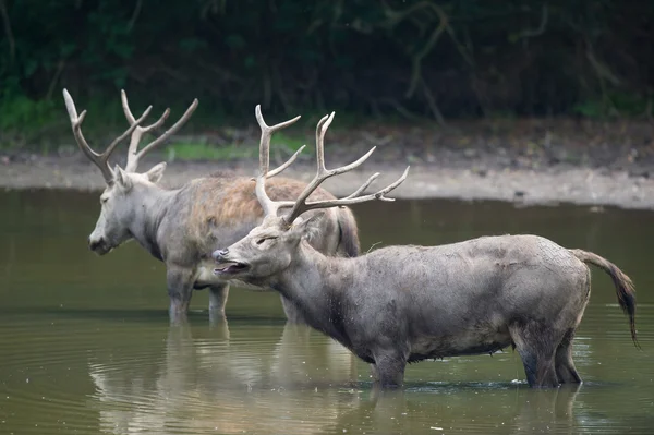 Männliches Elaphure, das im Wasser rülpst — Stockfoto