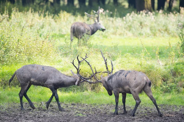 Kampf gegen männliche Elastizität — Stockfoto