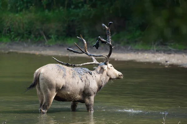 Samec elaphure blátem ve vodě — Stock fotografie