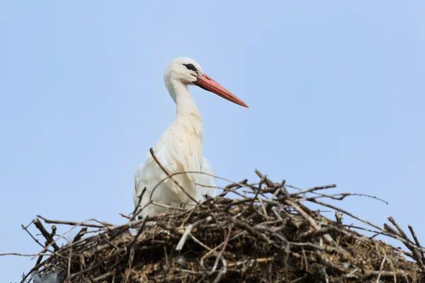 Weißstorch auf Nest — Stockfoto
