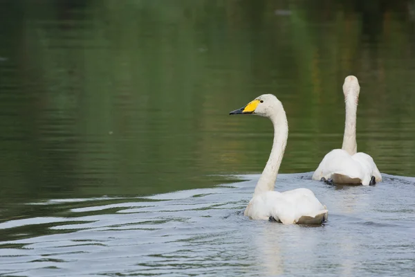 Little white swan — Stock Photo, Image
