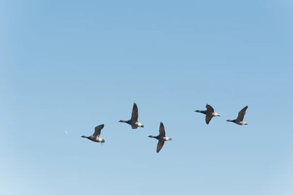 布伦特鹅在蓝色的天空中飞翔 — 图库照片
