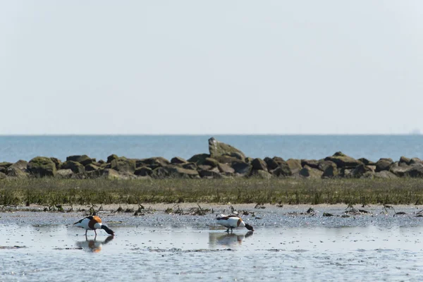 Gewöhnliche Enten — Stockfoto