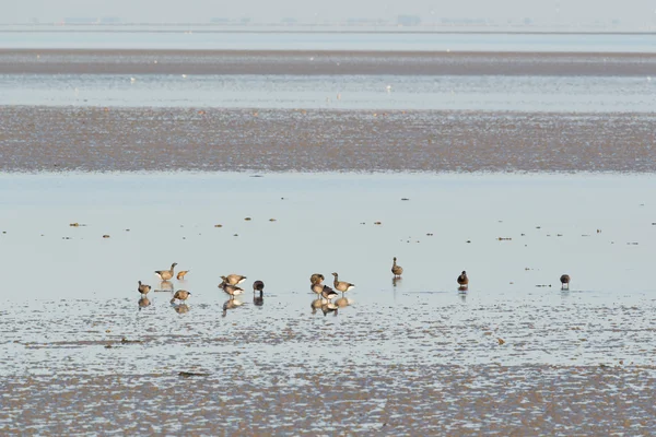 Brent gooses in wadden sea — Stock Photo, Image