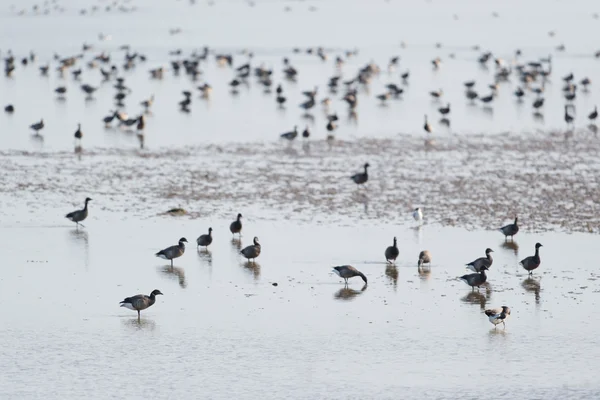 Brent gans in Waddenzee — Stockfoto