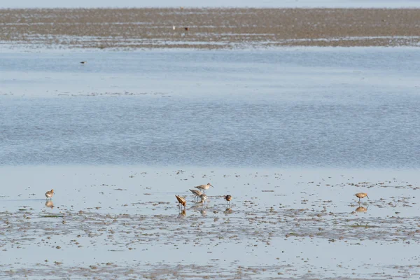 Bar-tailed godwits w morze Wattowe — Zdjęcie stockowe