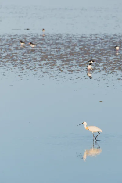 Spoonbills i nederländska Vadehavet — Stockfoto