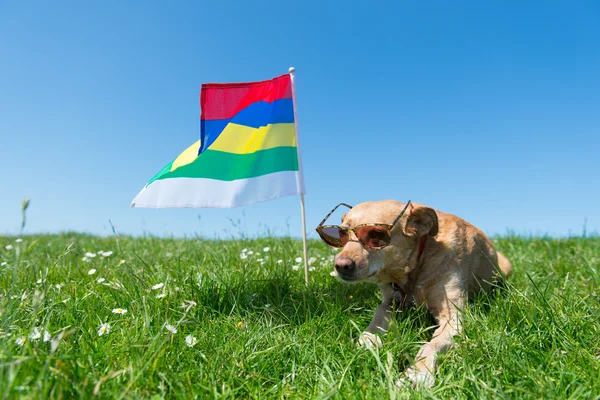 Hund liegt im Gras auf holländischer Insel — Stockfoto