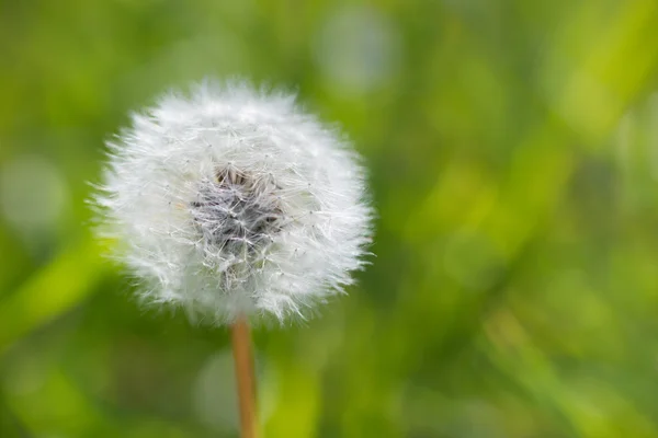 Seed of Dandelion — Stock Photo, Image