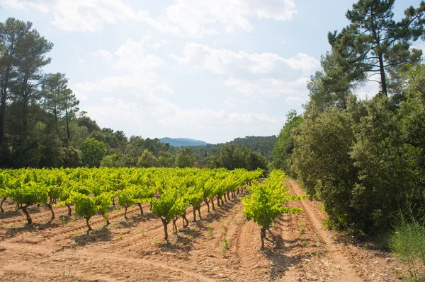 Landschaft mit Weinbergen in Frankreich — Stockfoto