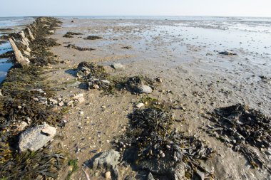 Hollanda'da Wadden Denizi