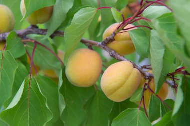 Şeftalilerin meyve bahçesi