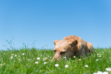 köpek çim döşeme