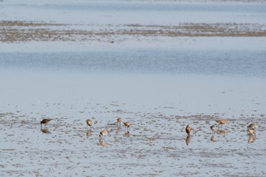 Bar kuyruklu godwits wadden Denizi