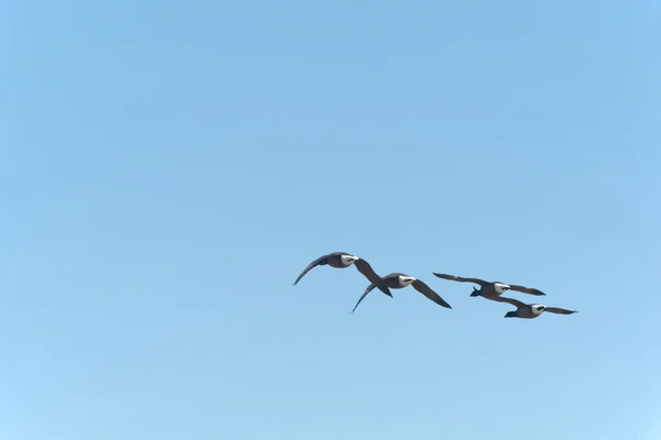 Brent gooses που φέρουν στο γαλάζιο του ουρανού — Φωτογραφία Αρχείου