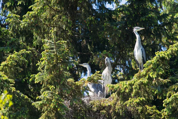 Nest großer blauer Reiher im Baum — Stockfoto