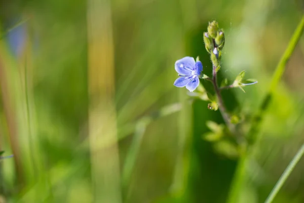 Speedwell européen bleu — Photo