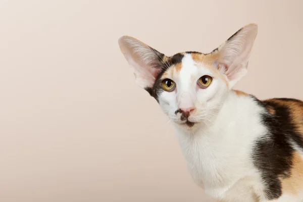 Oriental gato shorthair — Fotografia de Stock