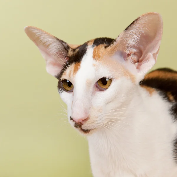 Oriental gato shorthair — Fotografia de Stock