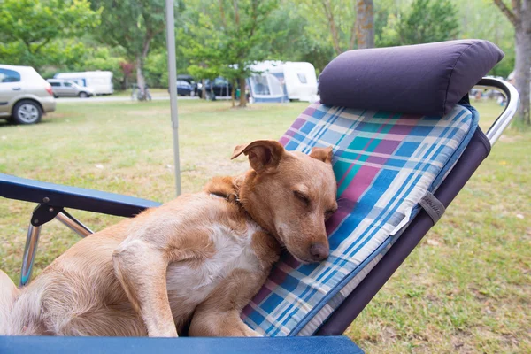 Dog at the camping — Stock Photo, Image