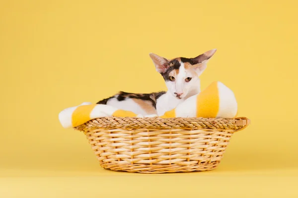 Orientalische Kurzhaarkatze — Stockfoto