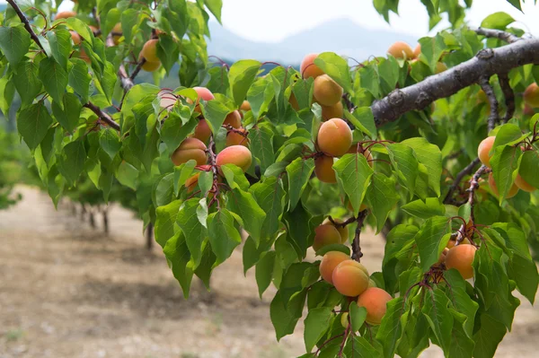 Fruktträdgård med persikor — Stockfoto