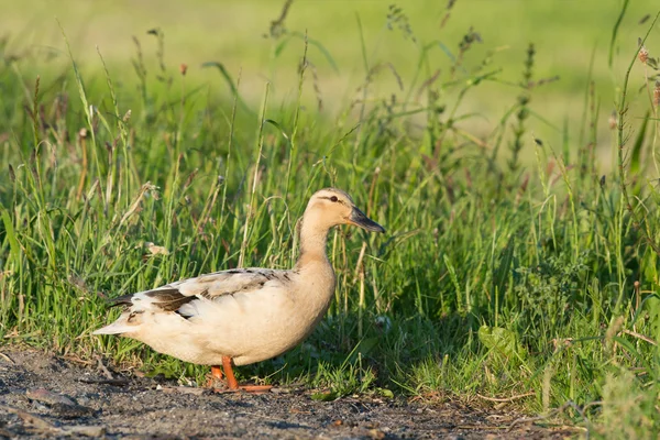 Walking duck — Stock Photo, Image