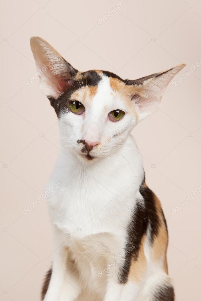 Oriental Shorthair Cat Stock Photo C Ivonnewierink 66347965