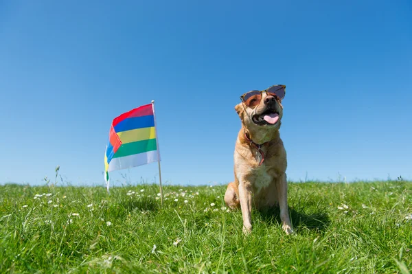 Hond zitten in gras op het Nederlandse eiland — Stockfoto