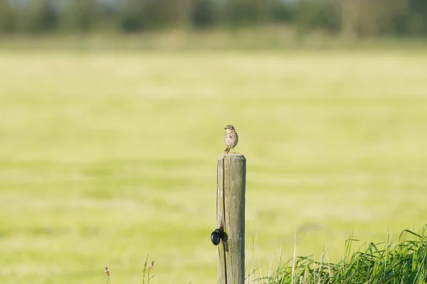 Eurasian skylark em paisagem — Fotografia de Stock