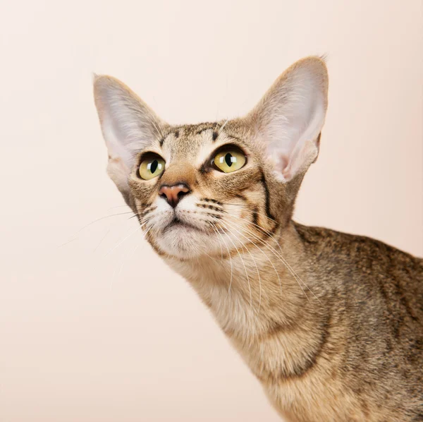 Oriental Shorthair cat — Stock Photo, Image