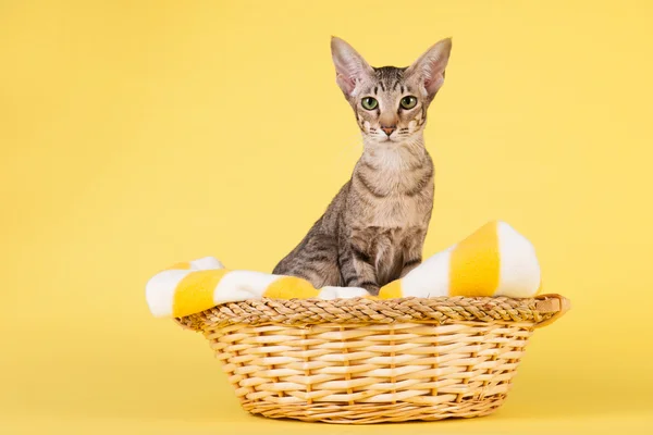 Oriental taquigrafía gato — Foto de Stock